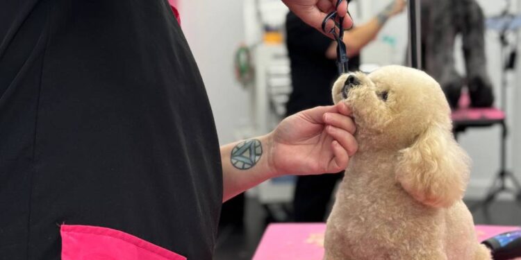 Groom Haüs Opens State-of-the-Art Dog Grooming Academy and Salon in South Florida - FirstPublisher.org