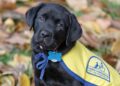 New Jersey Therapy & Life Coaching Launches Four Paws, Big Hearts Fundraiser for Canine Companions - FirstPublisher.org