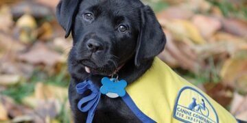 New Jersey Therapy & Life Coaching Launches Four Paws, Big Hearts Fundraiser for Canine Companions - FirstPublisher.org