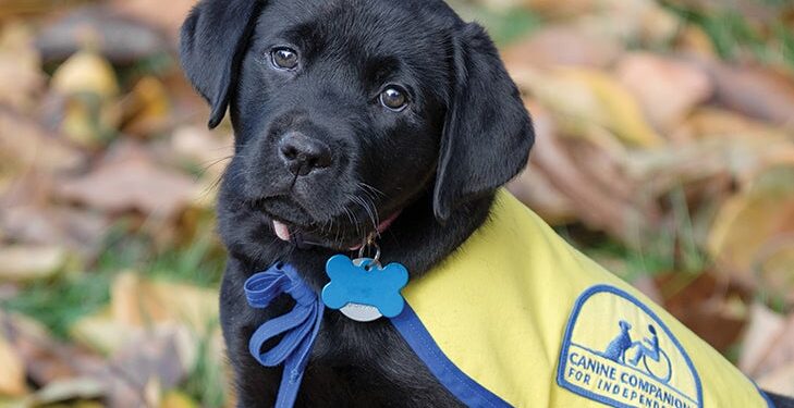 New Jersey Therapy & Life Coaching Launches Four Paws, Big Hearts Fundraiser for Canine Companions - FirstPublisher.org