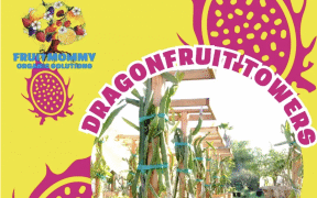 Dragon Fruit Towers 250+ Fruits in 4x4 Space. Luxury Produce Now Easy for Homeowners - FirstPublisher.org