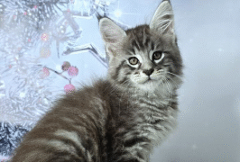 Maine Coon Maniacs Launches Upgraded Homepage - FirstPublisher.org