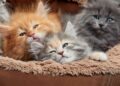 Maine Coon Maniacs Launches Dedicated Texas Page, Expanding Nationwide Access to Ethically Bred Maine Coon Kittens - FirstPublisher.org