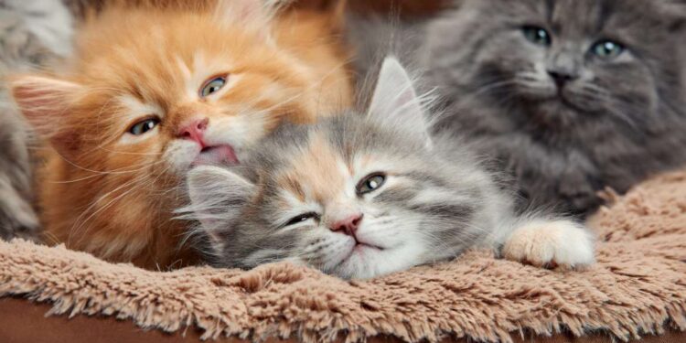 Maine Coon Maniacs Launches Dedicated Texas Page, Expanding Nationwide Access to Ethically Bred Maine Coon Kittens - FirstPublisher.org