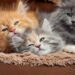 Maine Coon Maniacs Launches Dedicated Texas Page, Expanding Nationwide Access to Ethically Bred Maine Coon Kittens - FirstPublisher.org