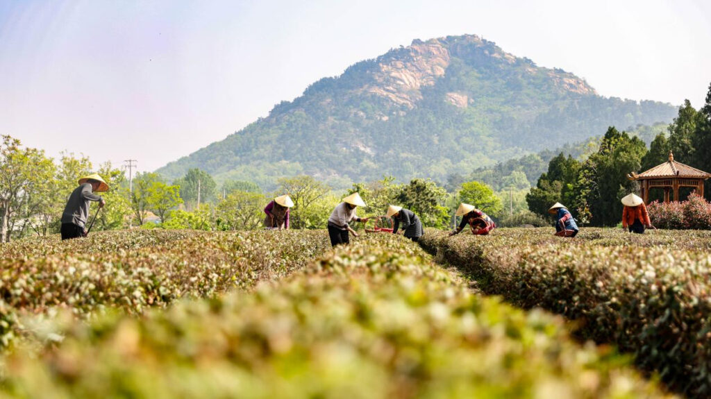 Lanshuo, Shandong Verdant Tea Fields Pave the Road to Rural Revitalization