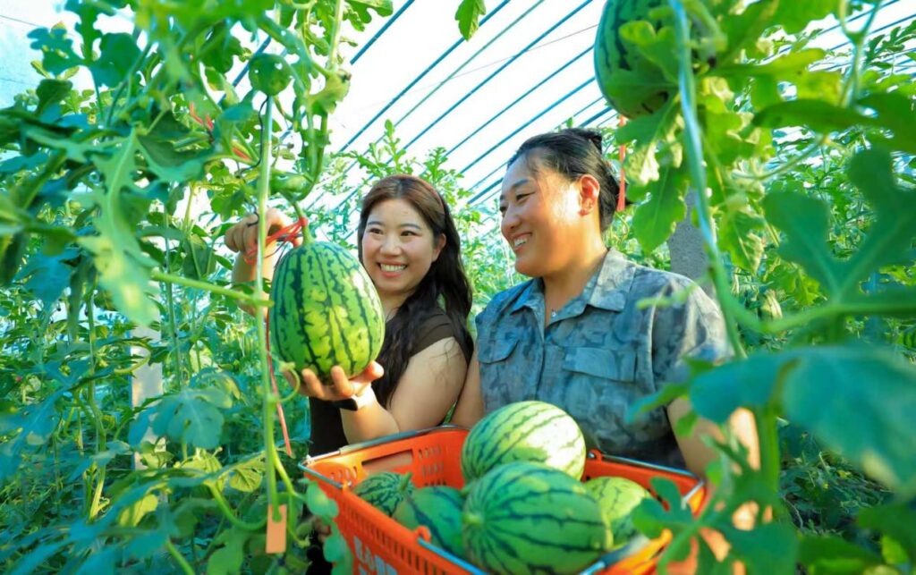Wudi County, Binzhou Organic Watermelons Sweeten Visitors’ Trips and Boost Farmers’ Incomes